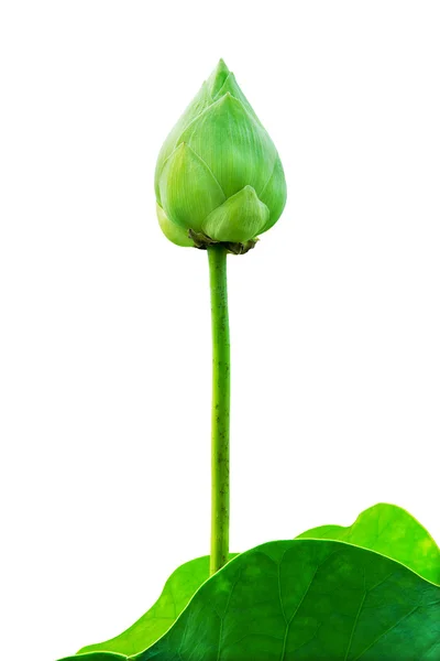 Flujo de loto verde y hoja aislada sobre fondo —  Fotos de Stock