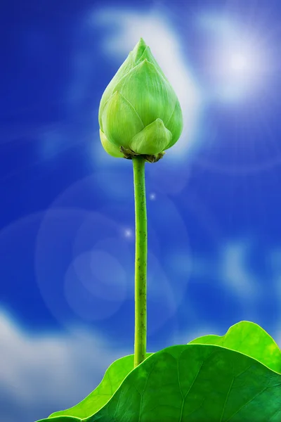 Zelená lotus flowre a list izolovaných na pozadí — Stock fotografie