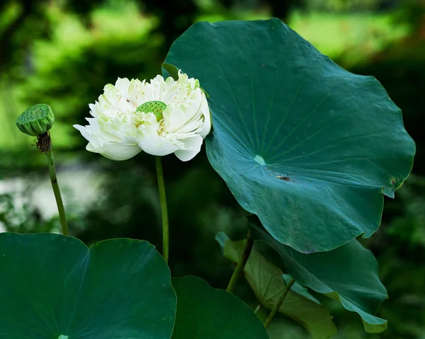 Красива квітка лотоса і лист в природі ставка — стокове фото