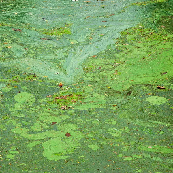 Padrões de algas verdes na água suja — Fotografia de Stock