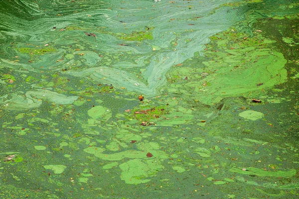 Padrões de algas verdes na água suja — Fotografia de Stock