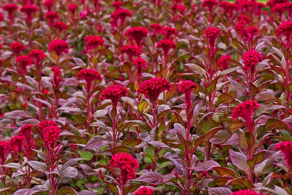 Hřebínek, Čínská vlna květiny v zahradě pro pozadí — Stock fotografie