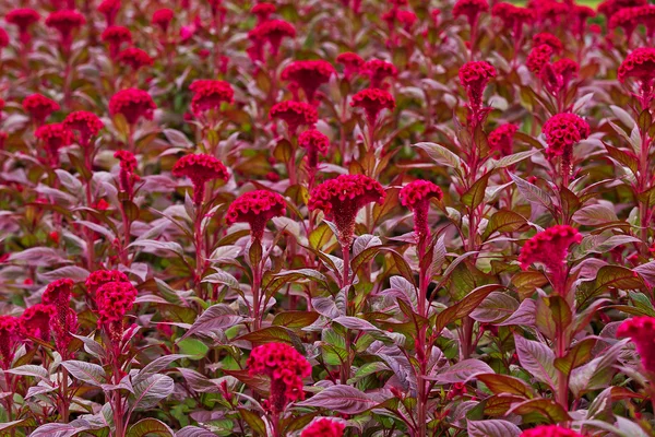 Cockscomb, Chinese wol bloem in tuin voor achtergrond — Stockfoto