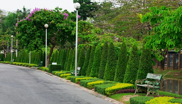 Efeu in Form im Garten von Thailand und Straße — Stockfoto