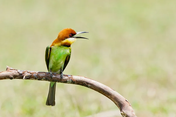 A beautiful bird Chestnut headed Bee eater on a branch. — Stock Photo, Image