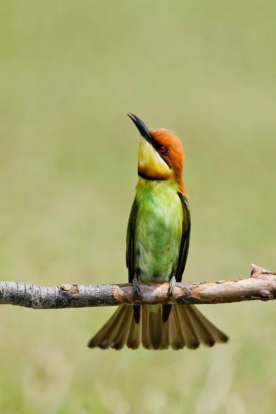 Un hermoso pájaro castaño cabeza abeja devorador en una rama. (Merops lleschenaulti ) — Foto de Stock