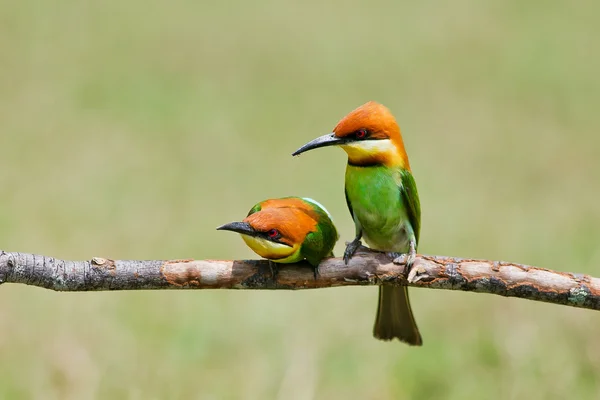 Krásný pták kaštany v čele Vlha na větvi. (Merops lleschenaulti) — Stock fotografie