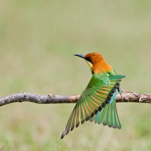 Un hermoso pájaro castaño cabeza abeja devorador en una rama. (Merops lleschenaulti ) — Foto de Stock