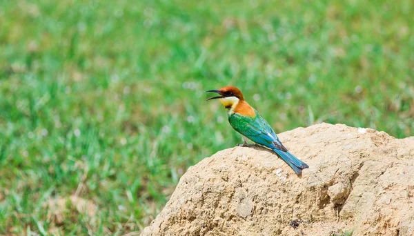 Un hermoso pájaro castaño cabeza abeja devorador en una rama. (Merops lleschenaulti ) — Foto de Stock