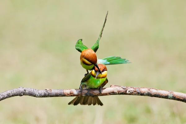 Un hermoso pájaro castaño cabeza abeja devorador en una rama. (Merops lleschenaulti ) — Foto de Stock