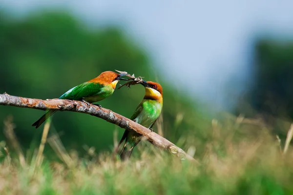 Um belo pássaro castanho encabeçado Abelha comedor em um ramo. (Merops lleschenaulti ) — Fotografia de Stock