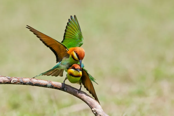 Un hermoso pájaro castaño cabeza abeja devorador en una rama. (Merops lleschenaulti ) — Foto de Stock