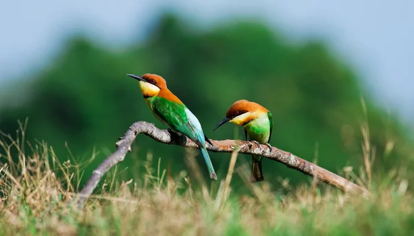 Krásný pták kaštany v čele Vlha na větvi. (Merops lleschenaulti) — Stock fotografie