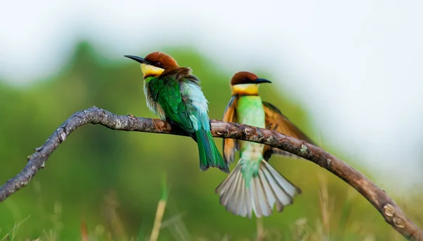 Um belo pássaro castanho encabeçado Abelha comedor em um ramo. (Merops leschenaulti ) — Fotografia de Stock