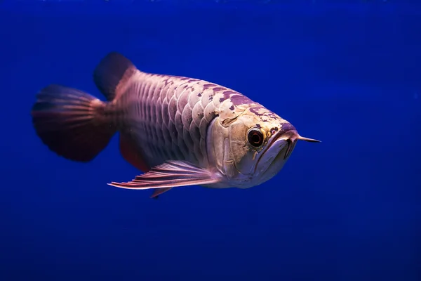 Asian Arowana fish in aQuarium on blue background — Stock Photo, Image