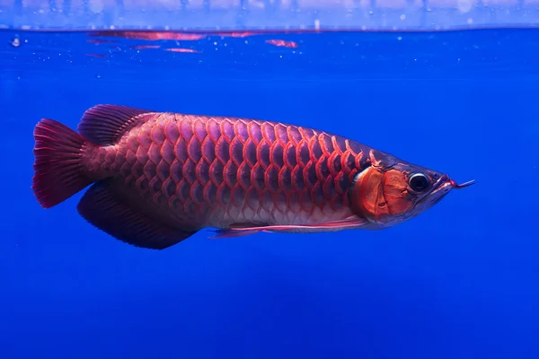 Азіатський Arowana риб в акваріум на синьому фоні — стокове фото