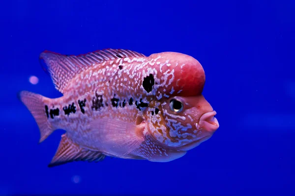 Акваріумна риба, риба квіткового рогу на синьому екрані — стокове фото