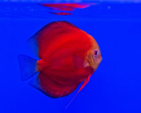 Havskatt - Pseudoplatystoma fasciatum framför isolerad på blå bakgrund — Stockfoto