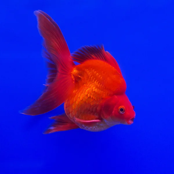 Mooie Ryukin gouden vissen op blauwe achtergrond. — Stockfoto