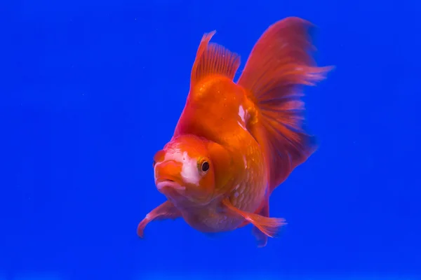 Mooie Ryukin gouden vissen op blauwe achtergrond. — Stockfoto