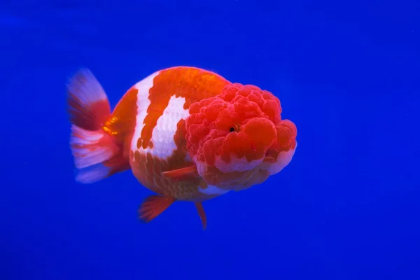 Złota rybka w szklanej szafie na białym tle na niebieskim tle — Zdjęcie stockowe