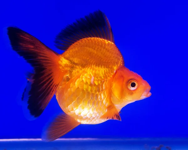 Золота рибка в скляній шафі ізольована на синьому фоні — стокове фото