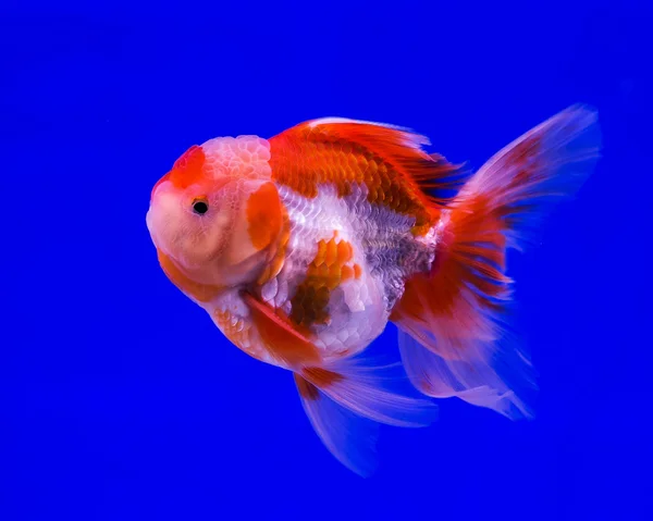 Goudvissen in een glazen kast geïsoleerd op blauwe achtergrond — Stockfoto