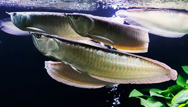 Asian Arowana fish in aQuarium on nature background — Stock Photo, Image