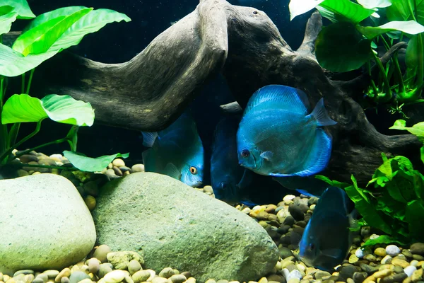 배경 블루 수족관 물고기와 물 공장 — 스톡 사진