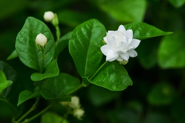 アスター dumosus 自然の中の紫の花 — ストック写真