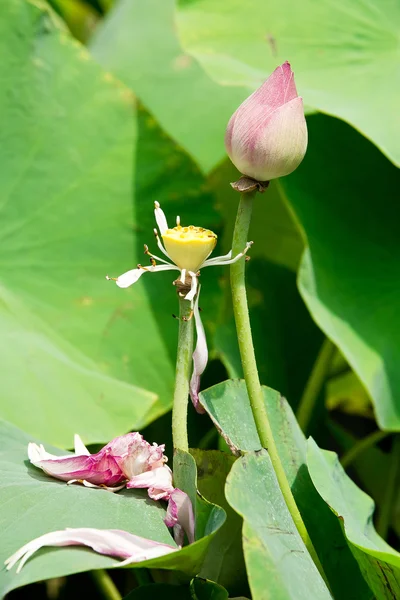 Fialové květy aster dumosus v přírodě — Stock fotografie