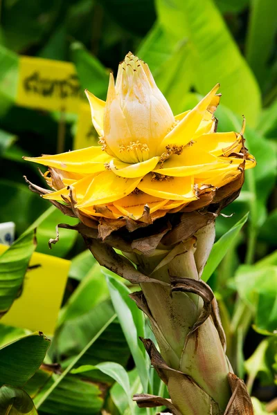 Lotus banán žluté v přírodě v Thajsku — Stock fotografie