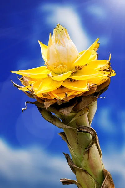 Lotus plátano amarillo sobre fondo azul cielo —  Fotos de Stock