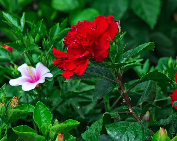 Rododendronů květů a listů na stromě v přírodě — Stock fotografie