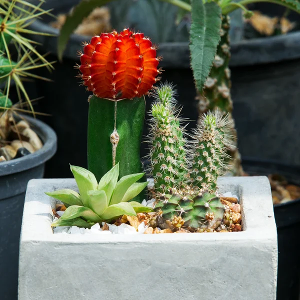 Sale of cactuses of various grades in the Flower market. — Stock Photo, Image