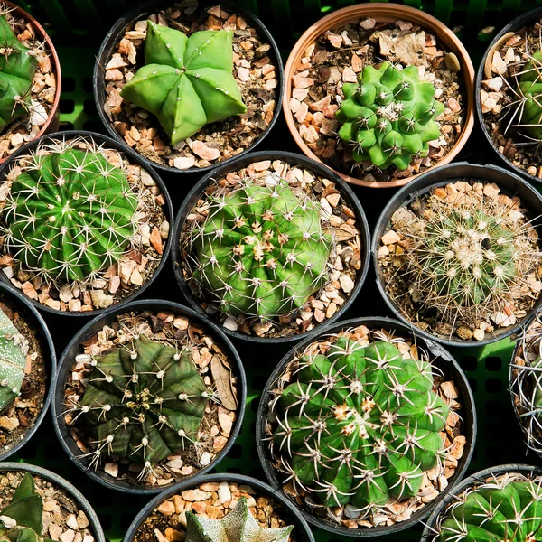 Sale of cactuses of various grades in the Flower market. — Stock Photo, Image