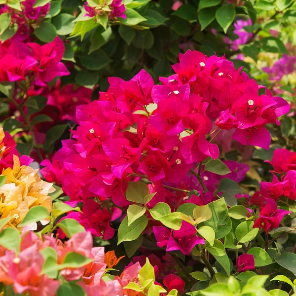 Bougainvillea papírové květiny v barevné přírody — Stock fotografie