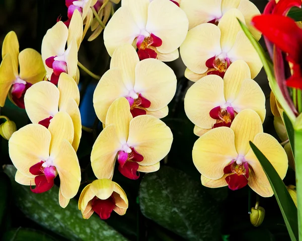 Flores amarelas da orquídea fechar para o fundo — Fotografia de Stock