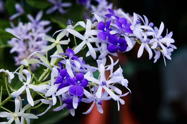Фіолетовий Петрія Квіти на дереві в саду — стокове фото