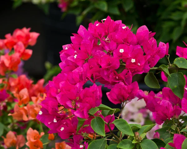 Bougainvillea flor de papel en la naturaleza colorida —  Fotos de Stock