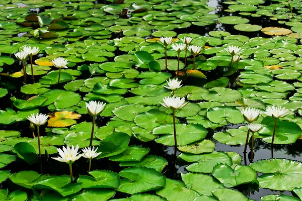 El loto blanco crece en la naturaleza del lago . —  Fotos de Stock