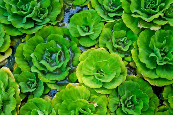 Fresh water hyacinth in river for background — Stock Photo, Image