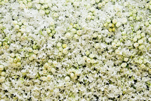 Vita orkidéer blomma inramning för bröllop och event — Stockfoto