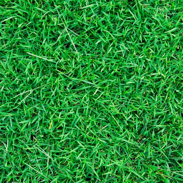 Groen gras natuurlijke voor achtergrond en textuur. — Stockfoto