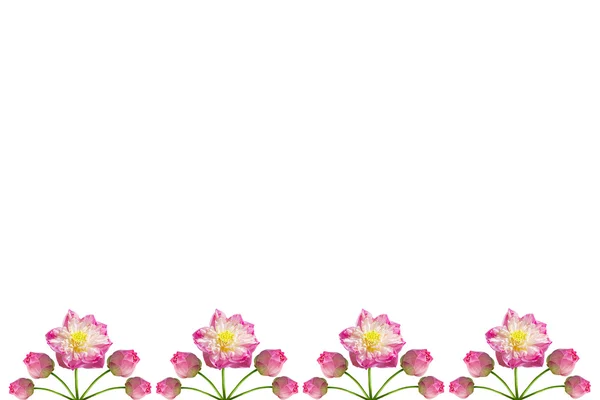 Lótus bonito (flor de lótus isolada no fundo branco ) — Fotografia de Stock
