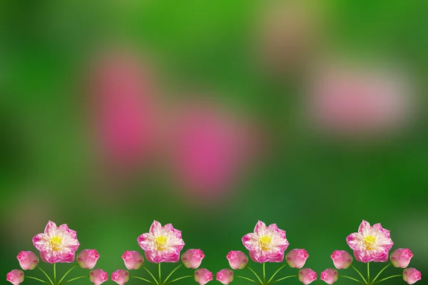 Lótus bonita (flor de lótus isolado no fundo da natureza ) — Fotografia de Stock