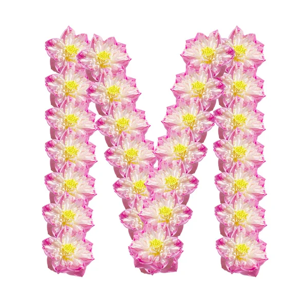 Красивый лотос (цветок лотоса изолирован на белом фоне ) — стоковое фото