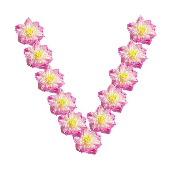 Pięknymi lotosu (kwiat lotosu na białym tle) — Zdjęcie stockowe