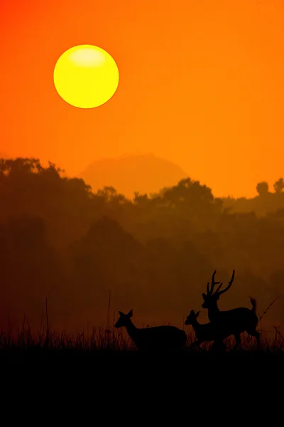 Silueta de ciervo rojo en la niebla —  Fotos de Stock