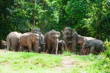 Khao Yai, orman doğa hayvanlarda Tayland filler